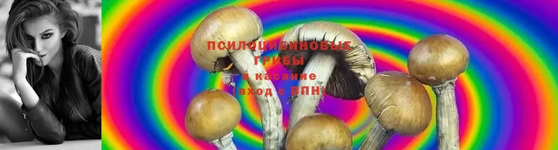 omg как зайти  Краснослободск  это какой сайт  Псилоцибиновые грибы Psilocybine cubensis 